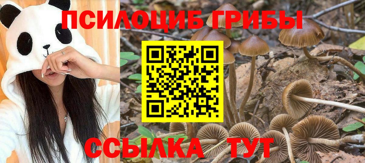 Карачаевск  Галлюциногенные грибы мухоморы  Вход с VPN 